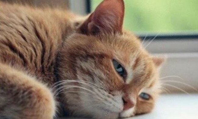 Die Frau nahm eine Katze aus einem Tierheim und heiratete den vorigen Besitzer des Tieres