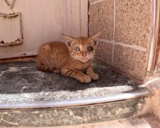 Katzenbaby ohne Auge überlebt gegen alle Chancen. Quelle: Youtube Screenshot