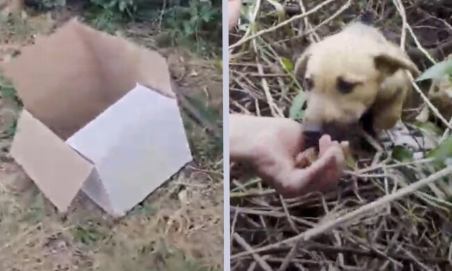 Ein Welpe und Kiste. Quelle: petpop.com