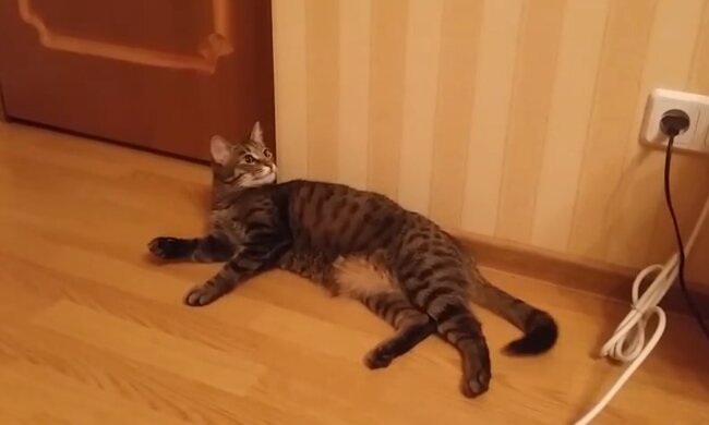 Kluge Katze. Quelle: Screenshot YouTube