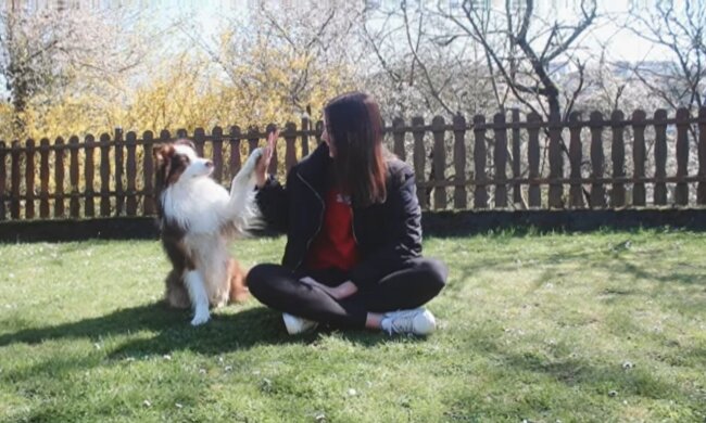 Hündin führt ihr Frauchen zu ihrer Schwester. Quelle: Youtube Screenshot