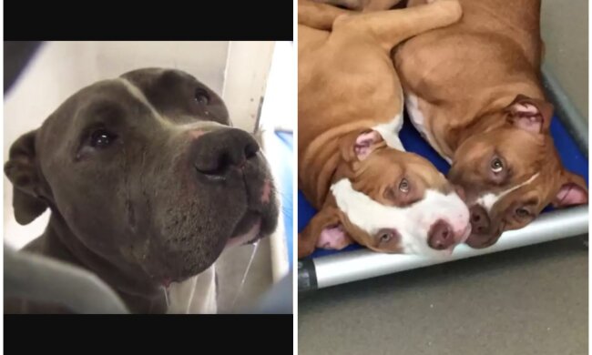 Pitbull-Brüder. Quelle: Screenshot Youtube