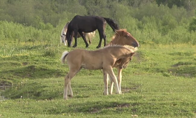 Fohlen. Quelle: Screenshot YouTube