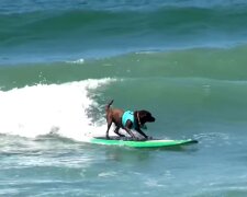 Die Geschichte von Charlie, dem Hund, der gut mit dem Surfbrett umgehen kann