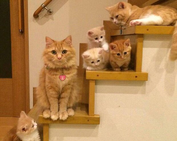 Katzen zeigen, wie man die Zeit mit der Familie richtig verbringt