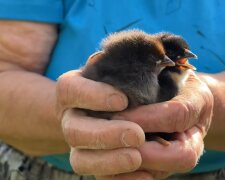 Landwirt kümmert sich liebevoll um zwei kleine Küken. Quelle: Youtube Screnshot