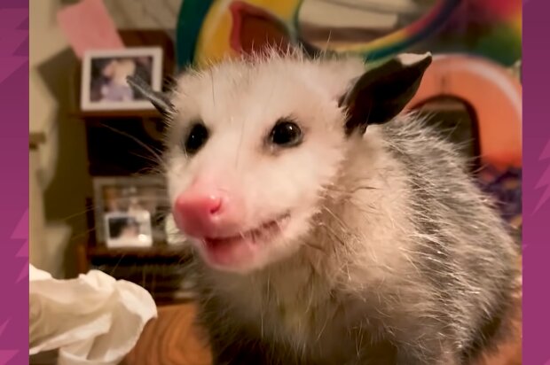 Opossum. Quelle: Screenshot Youtube