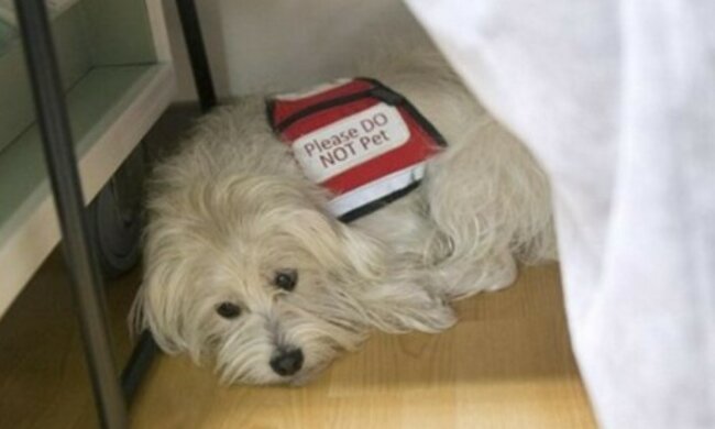 Vierbeiniger "Chirurg": zum ersten Mal in der Geschichte nahm der Hund an der Operation teil