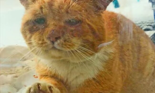 Uglücklisches Tier. Quelle: Screenshot YouTube