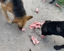 Restaurantbesitzer fürttert obdachlose Hunde. Quelle: Screenshot Youtube