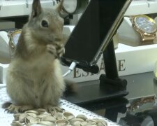 Eichhörnchen. Quelle: Screenshot YouTube