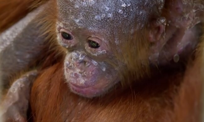 Wehrloses Baby. Quelle: Screenshot YouTube