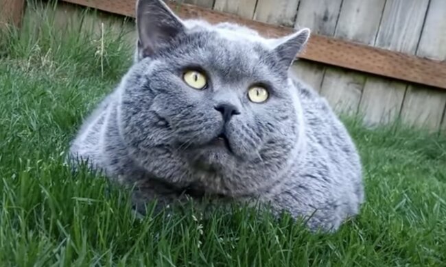 Kater. Quelle: Screenshot YouTube