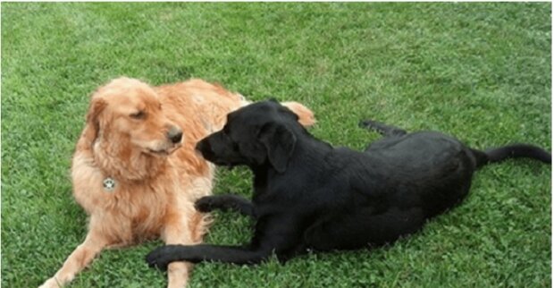 Die benachbarten Hunde Holly und Harry sind seit sieben Jahren ineinander verliebt