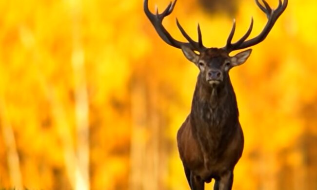 Rentier. Quelle: YouTube Screenshot