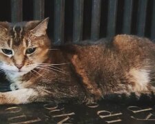 Katze, die zwölf Jahre lang in einer Kirche lebte, verließ die Welt, die Kirche schenkte ihr einen Trauergottesdienst