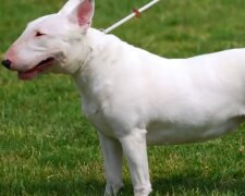 Bullterrier litt beim Schutz seines Besitzers: freundliche Menschen halfen, die teure Behandlung zu bezahlen