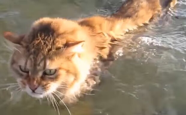 Katze im Fluss. Quelle: YouTube Screenshot