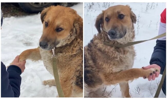 Streunende Hündin hoffte auf Hilfe. Quelle: Screenshot Youtube