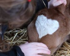 Das Kalb wurde mit einem seltsamen Fleck geboren und machte seine Farm berühmt