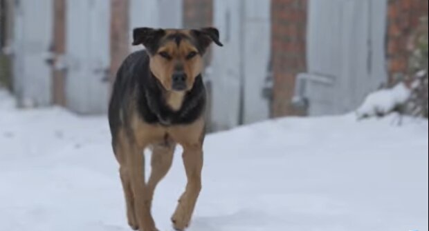 Straßenhund. Quelle: Youtube Screenshot