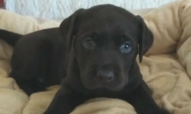 Unvergessliches Baby. Quelle: Screenshot YouTube