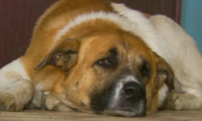 Hund hat eine Frau gerettet. Quelle: Screenshot Youtube