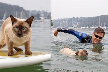 Die Katze. Quelle: dailymail.co.uk