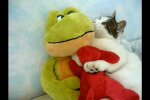 Katze. Quelle: Youtube Screenshot