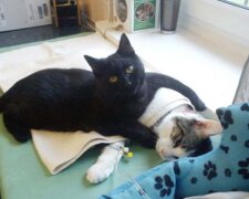 Geschwänzter Krankenpfleger: Ein geretteter Kater kümmert sich jetzt um kranke Tiere aus dem Tierheim