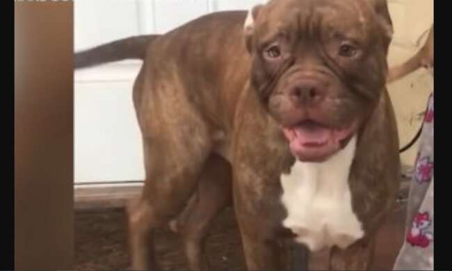 Hund. Quelle: Screenshot