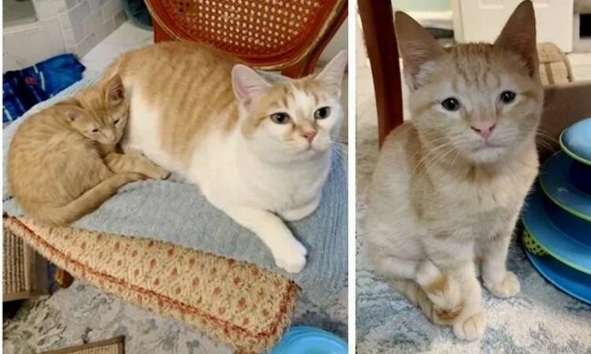 Ein Waisenkätzchen hat eine Mutterkatze gefunden und möchte sich von ihr nicht mehr trennen