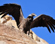 Freundschaft zwischen einem Vogel und Menschen: Der Kondor fliegt oft zum Mann, um ihn zu umarmen