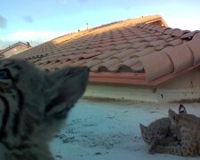 Jedes Jahr brachte der Luchs seine Kätzchen auf das gleiche Dach und der Besitzer hatte keinerlei Angst