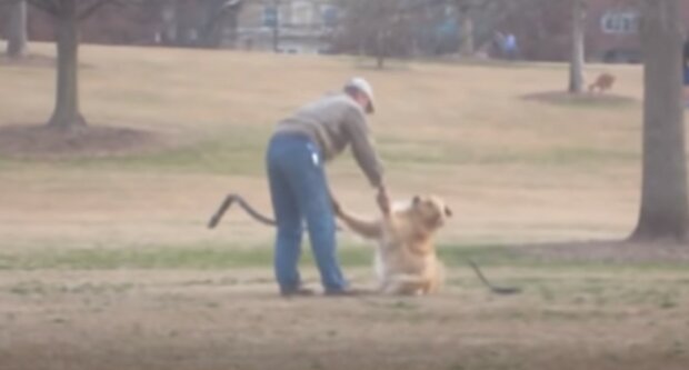 Der ungezogene Hund wollte den Park nicht verlassen, und dann fand der Besitzer eine ungewöhnliche Lösung