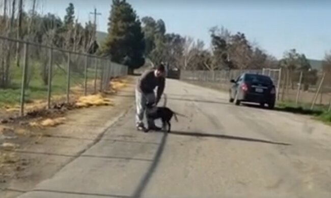 Der Besitzer warf den leichtgläubigen Hund und fuhr weg