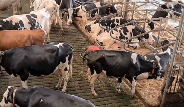„Ich halte Kühe und komme mit den Steuern kaum noch klar“: Landwirt über die heutige finanzielle Situation