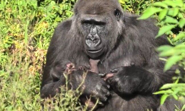 Gorillamutter mit dem Baby. Quelle: Youtube Screenshot
