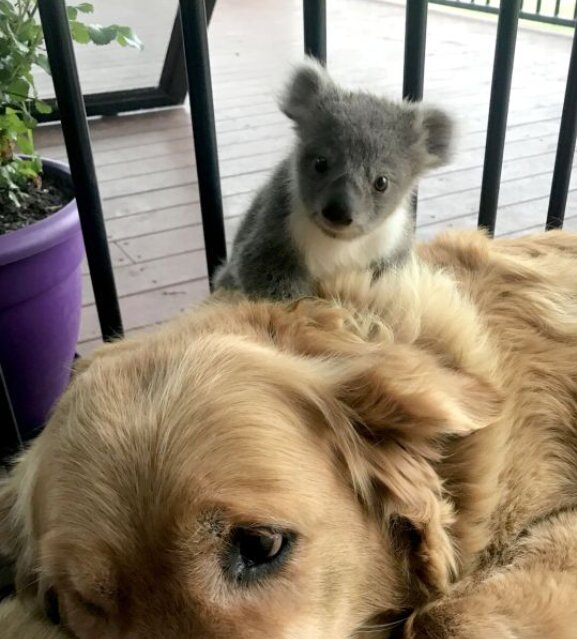 Wie der tapfere Hund den Koala rettete und ihn zu seiner Besitzerin brachte