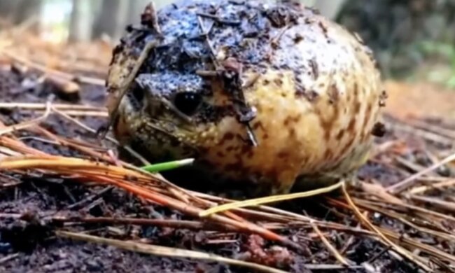 Frosch. Quelle: Screenshot YouTube