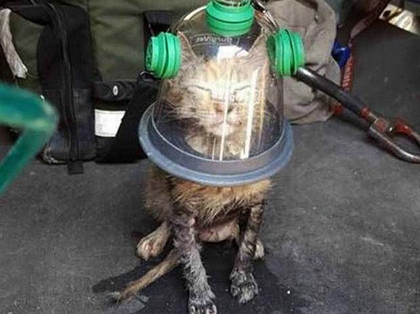 Feuerwehrleute verwenden eine spezielle Maske, um eine bewusstlose Katze zu retten