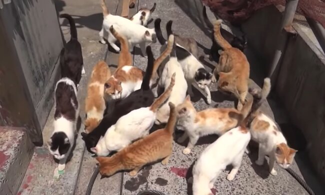 Eine enorme Aufgabe: Vier alte Damen konnten mehr als 10 000 streunende Katzen beherbergen