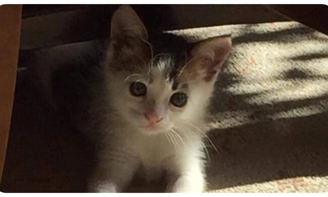 Kätzchen. Quelle: newsner.com