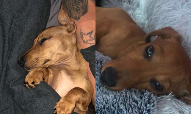 Dackel. Quelle: Screenshot YouTubea