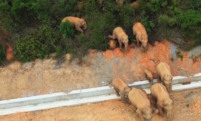 15 Elefanten. Quelle: YouTube Screenshot