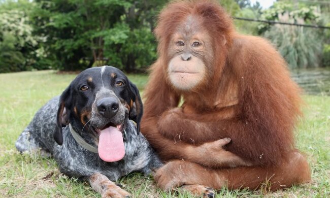 Tiere, die versucht haben, Freunde zu werden, aber es hat nicht so gut geklappt