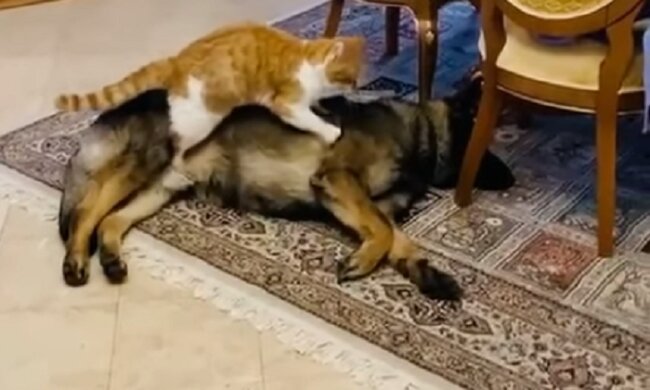 Fürsorge : wie die kleine Katze ihren Hund Freund massiert