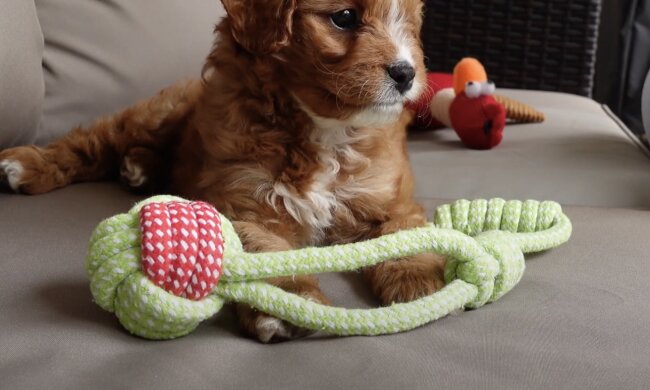 Welpe. Quelle: Screenshot YouTube