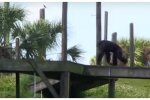 Schimpanse. Quelle: Video Screenshot