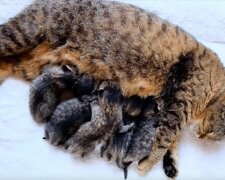 Katzenmama füttert ihre Babys. Quelle: Screenshot Youtube